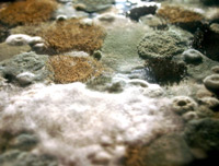 Rockland County Mold Removal and Remediation