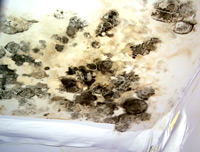 St. Charles Mold Removal and Remediation