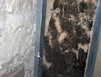 school mold testing