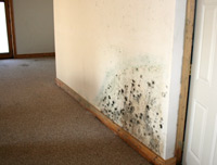 home mold inspection for house sales