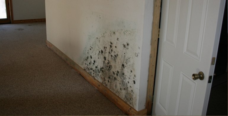 Mold Inspection