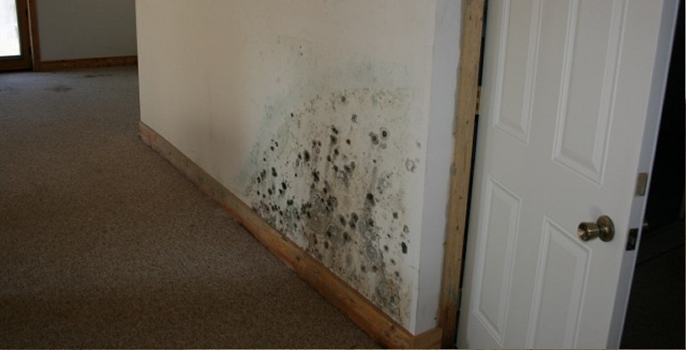 High Point Mold Inspection